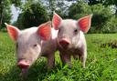 Police bid to trace owners after piglets found in woods in Rock