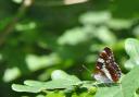 White Admiral butterfly in Wyre Forest