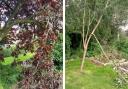Trees vandalised at St George's Park in Kidderminster