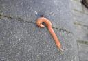 The Australian flatworm, Australoplana sanguinea, found in Stourport