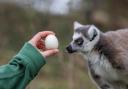 12 ring tailed lemurs got hunting at West Midlands Safari Park