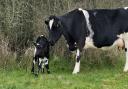 Adorable calf born at Burlish Meadows