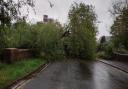 Fallen tree blocks road and damages cars