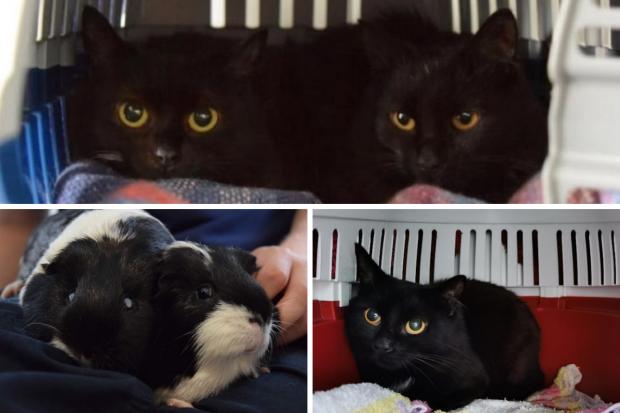 These 5 animals with RSPCA in Worcestershire are looking for forever homes (RSPCA/Canva)