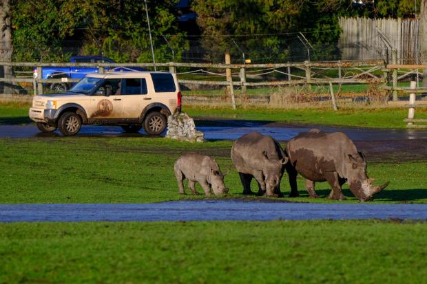 Kidderminster Shuttle: Rhinos at West Midland Safari Park in Bewdley. Photo: SWNS 