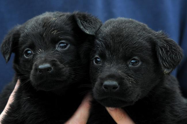 Illegal puppy breeders have been identified in Kidderminster