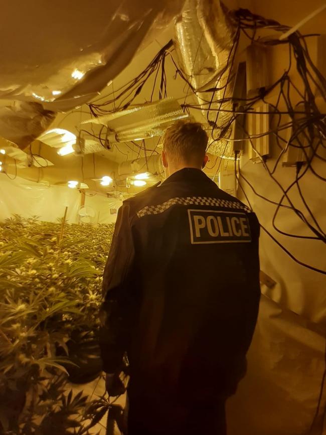 Cannabis plants found after drugs raid in Kidderminster. Photo: Wyre Forest Police.