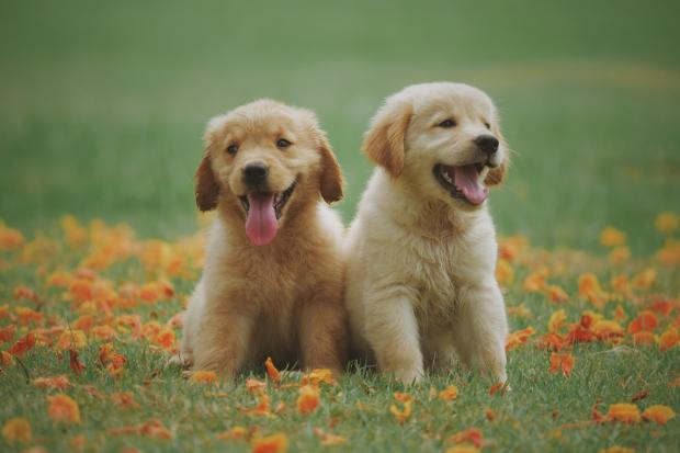 Kidderminster Shuttle: Two Labrador puppies in a meadow. Credit: Canva