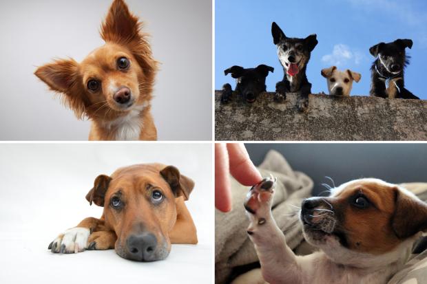 Kidderminster Shuttle: Seven adorable dogs. Credit: Canva