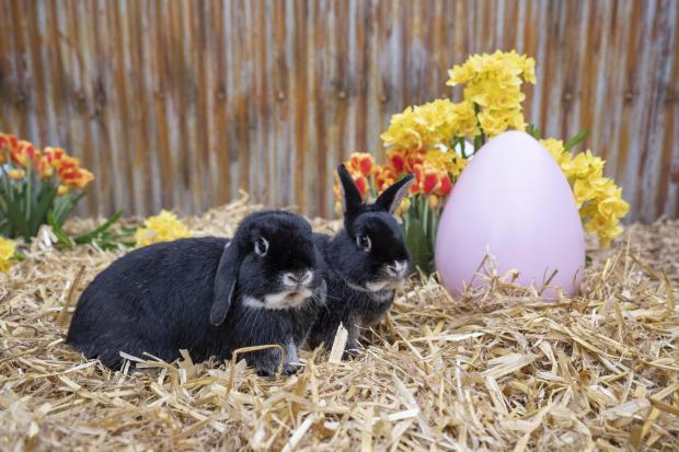 Kidderminster Shuttle: The rabbits at West Midland Safari Park are getting ready for the new Easter event at the Park.