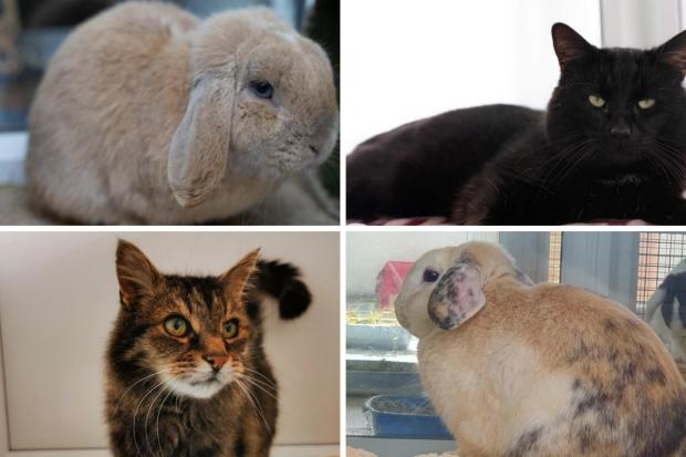 These 4 animals with RSPCA Worcestershire need forever homes (RSPCA/Canva)