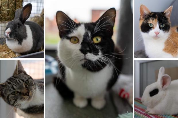 Some of the animals looking for a new home at RSPCA Worcester and Mid-Worcestershire branch (RSPCA/Canva)