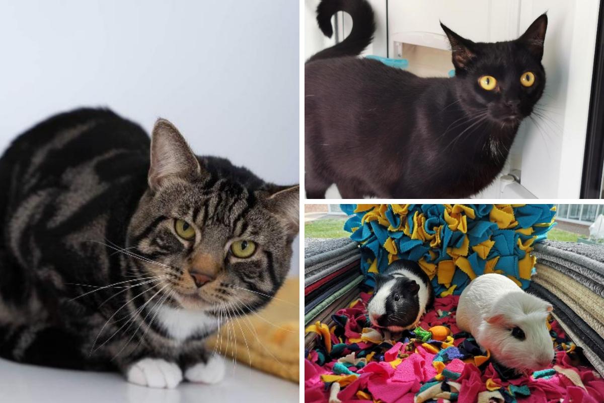 These 4 animals with RSPCA in Worcestershire need forever homes (RSPCA/Canva)
