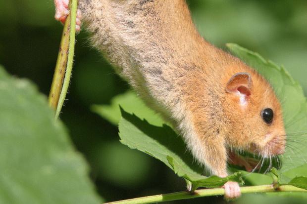 EXCITEMENT: Dormice have been found at Hollybed Farm Meadows. picture credit: Dave Smith