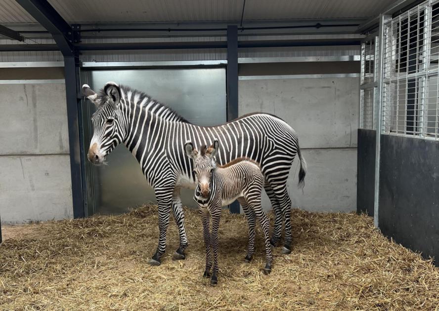 Baby Grevy’s zebra born at West Midland Safari Park