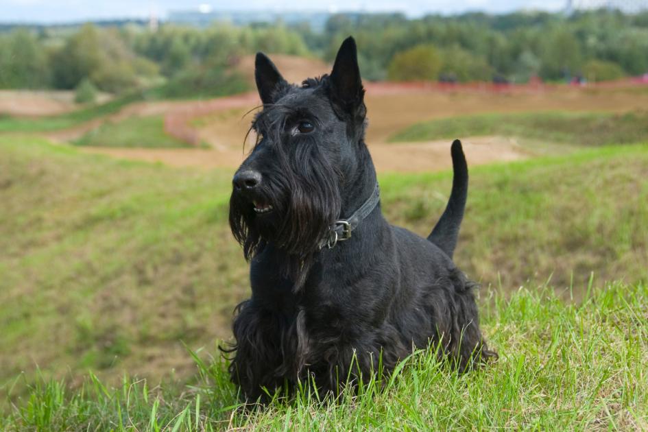 Future of Scottish Terriers uncertain as The Kennel Club monitors numbers