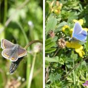 Brown Argus and Common Blue butterflies