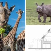 Plans have been put forward to by West Midland Safari Park for eight new safari lodges overlooking giraffe and rhino enclosures.