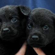 Illegal puppy breeders have been identified in Kidderminster
