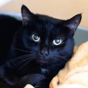 Ambrose was found abandoned in a pet carrier in Worcestershire subway.