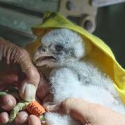 Peregrine falcons have hatched at Worcester Cathedral for the first time in over a decade