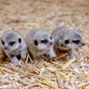 Three tiny baby meerkats have been born at West Midland Safari Park.