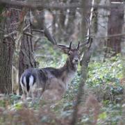 Common buck in Wyre Forest. Photo: Phil Rudlin