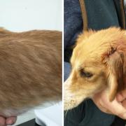 River was rescued from the River Severn last month and was found to be extremely thin.