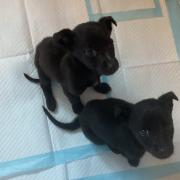 Rescued puppies Marks and Spencer