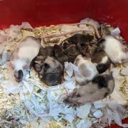 A family of mice were found in a tied-up plastic bag in Bewdley.
