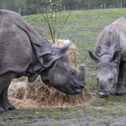 Indian rhino Inesh joins mum Seto to share a 50th anniversary celebratory cake.