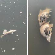 Dead fish in the Stourport canal