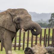 Coco, a bull African elephant, has arrived at West Midland Safari Park