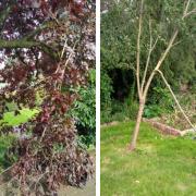 Trees vandalised at St George's Park in Kidderminster