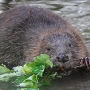 Beavers are set to make a return to Wyre Forest