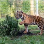 Lestari is experiencing her first Christmas at WMSP