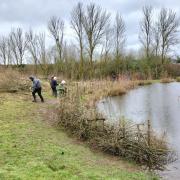 Volunteers creating a 'dead hedge'