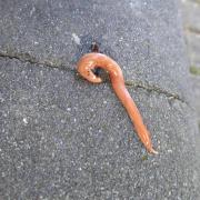 The Australian flatworm, Australoplana sanguinea, found in Stourport