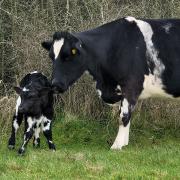Adorable calf born at Burlish Meadows