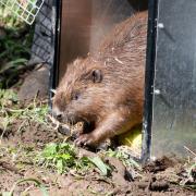 A beaver emerging from a crate