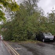 The tree fell on Old Chester Road