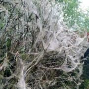 The web-covered hedge at St George's Park
