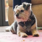 Dogs Trust's research revealed that separation anxiety, reactivity towards people and other dogs, uncontrolled barking and guarding behaviours are the most common issues for pet owners