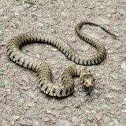 This grass snake was spotted in Broadwaters Mill Park