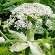 Giant hogweed has been spotted growing in two areas of Worcestershire.