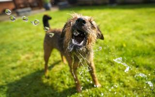 Vets4Pets and Pets at Home have offered their expert tips for keeping pets cool during the heatwave. Picture: PA