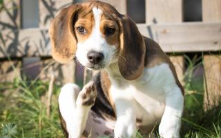 Here are some top tips to keep your dog free of fleas