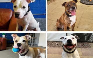 Polo, Tizer, Percy and Casper are some of the dogs in need of new homes