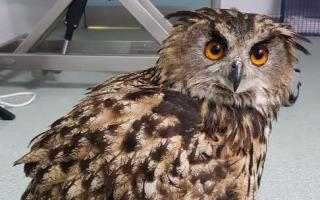 The Eurasian eagle owl that was found dumped near Kinver. Pic - RSPCA