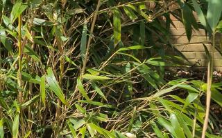 Experts have warned residents about invasive bamboo species